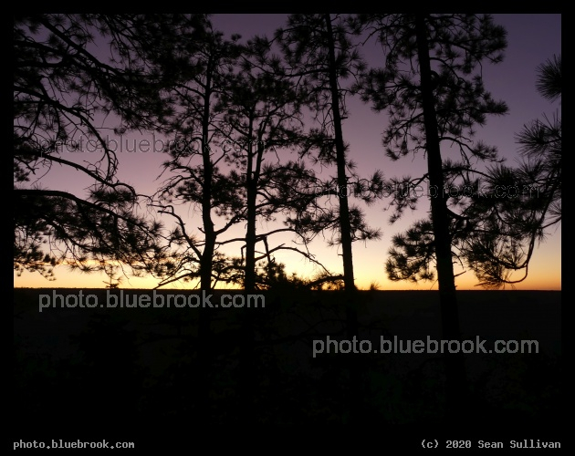 Evergreens in Purple Twilight - North Rim, Grand Canyon, AZ