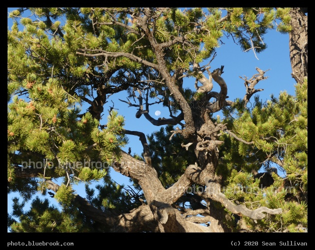 Wrapped around the Moon - North Rim, Grand Canyon, AZ