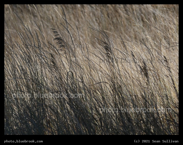 Wave of Brown Grasses - North Rim, Grand Canyon, AZ