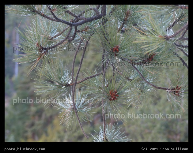 Blossoms of Needles - North Rim, Grand Canyon, AZ