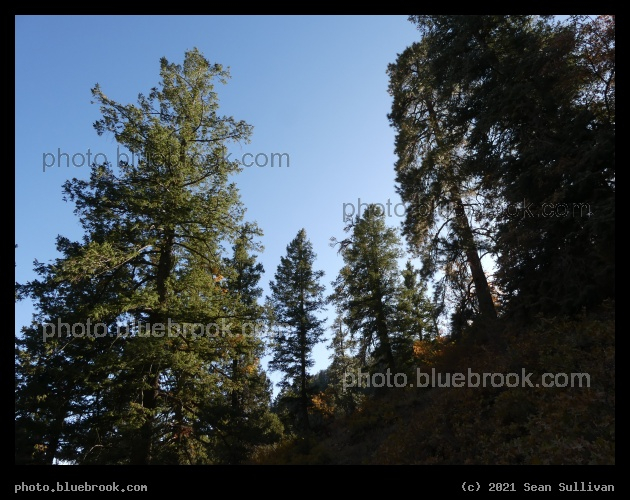Trees on a Hillside - North Rim, Grand Canyon, AZ