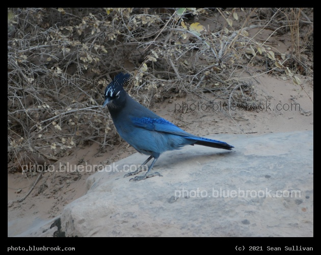 Stellers Jay - North Rim, Grand Canyon, AZ