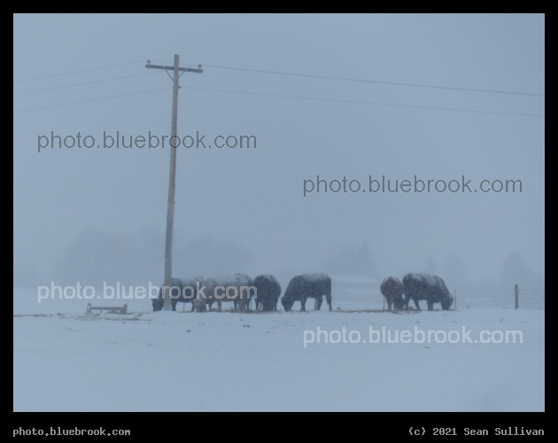 Cold Cows - Corvallis, MT