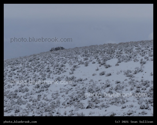 Frosted Hillside - Corvallis, MT