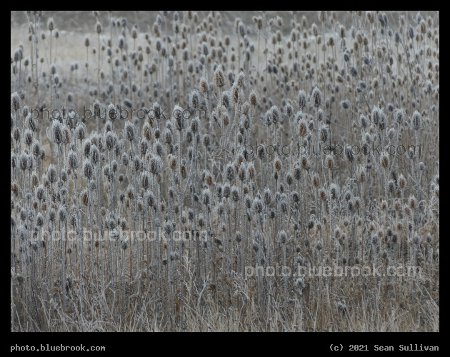 Frosted Botanicals - Mission Mountains View Point, Ronan MT