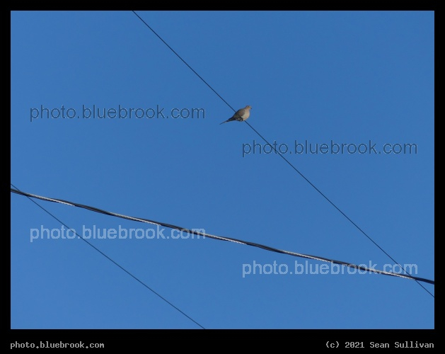 Dove on Wires - Corvallis, MT
