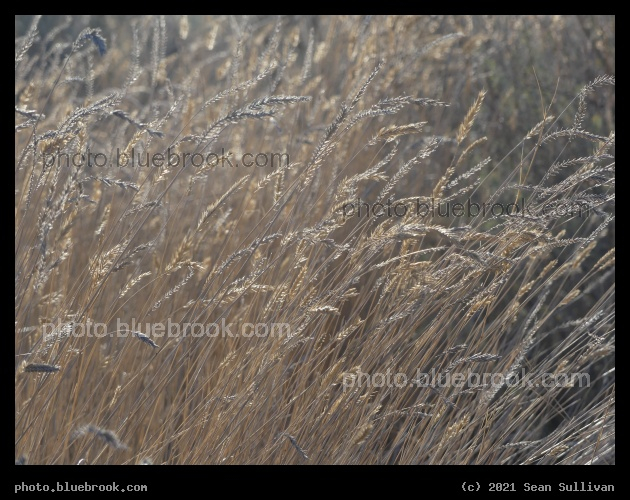 Variety of Tans - Corvallis, MT