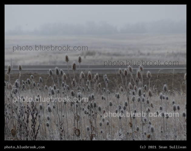 Winter Plants in the Fog - Mission Mountains View Point, Ronan MT