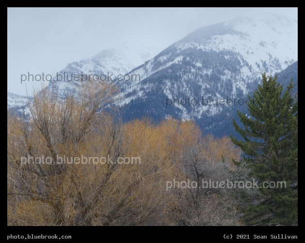 Trees and Distant Mountains - Mission Mountains, from Ninepipe National Wildlife Refuge, Montana