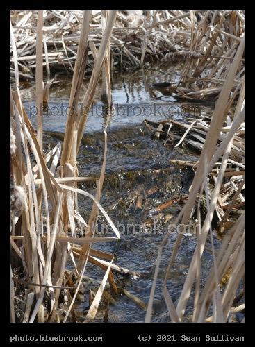 Water between Cattails - Corvallis MT