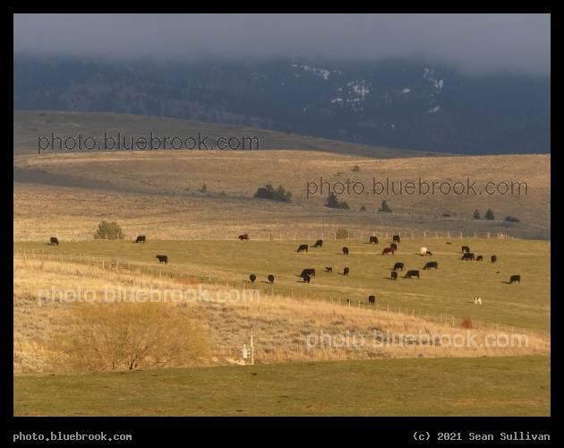 Green and Gold - Corvallis MT