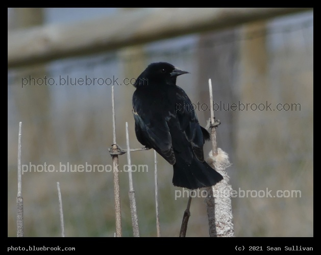 Vertical Perch - Corvallis MT