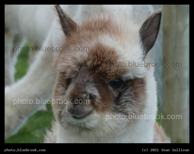 Tapiz Portrait - Corvallis MT
