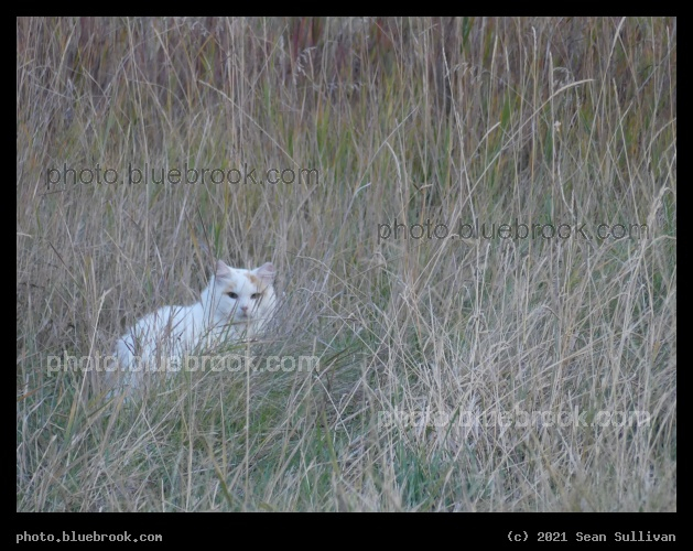 Cat in the Grass - Corvallis MT