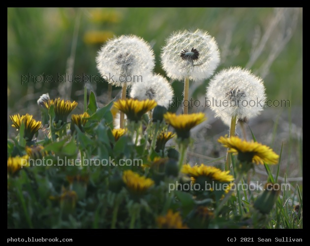 Early Dandelions - Corvallis MT