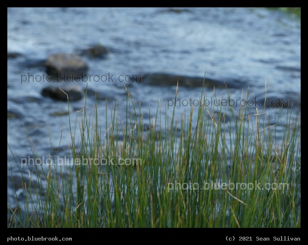 Edge of the Brook - Corvallis MT