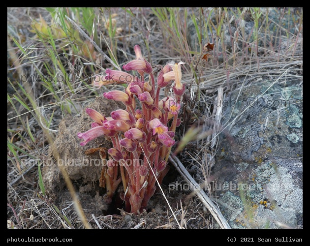 Emergence in May - Corvallis MT