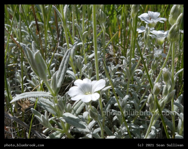 Silvery Blossoms - Corvallis MT