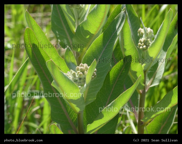 Milkweed Buds - Corvallis MT