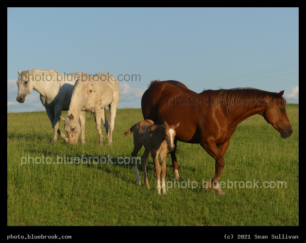 Four Horses - Corvallis MT