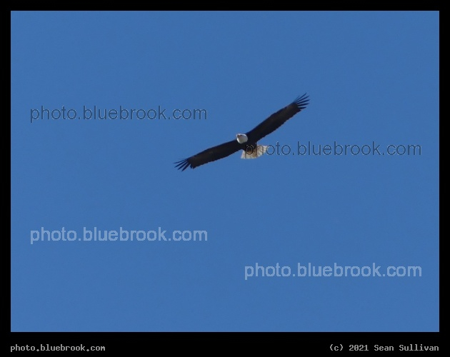Eagle Above - Corvallis MT