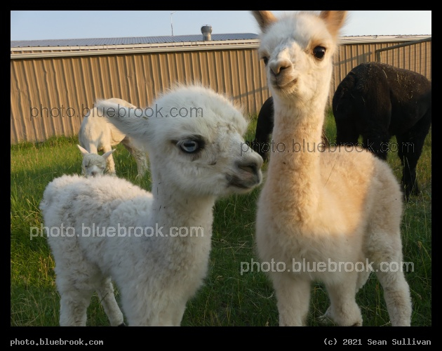 Crias at Sunset - Corvallis MT