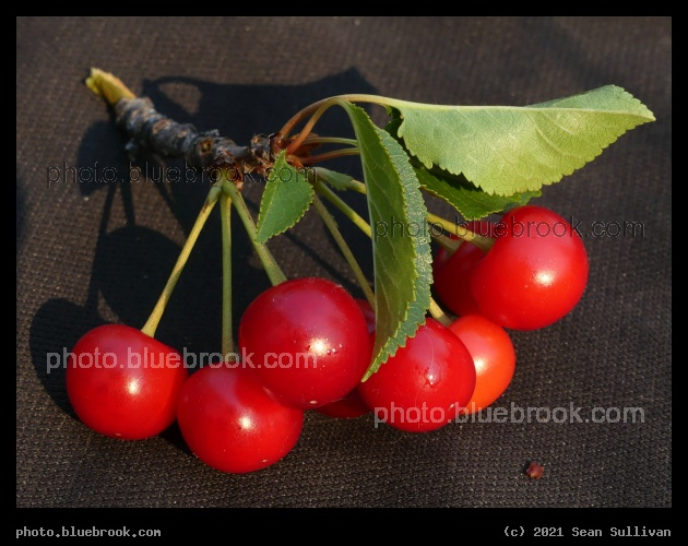 Cherries - Corvallis MT