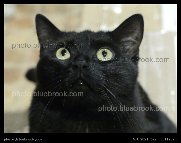 Watching the Moth - Corvallis MT