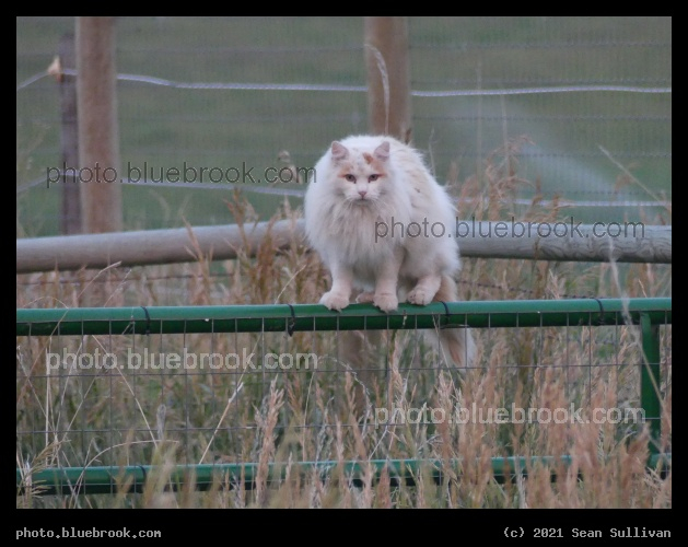 Tiny Lion - Corvallis MT