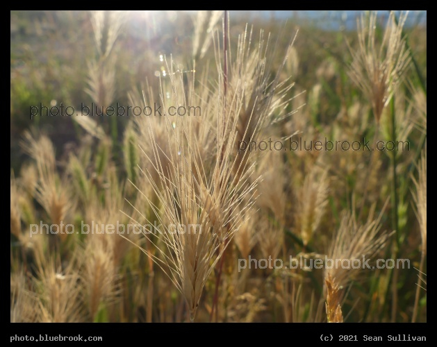 Thin Awns - Corvallis MT