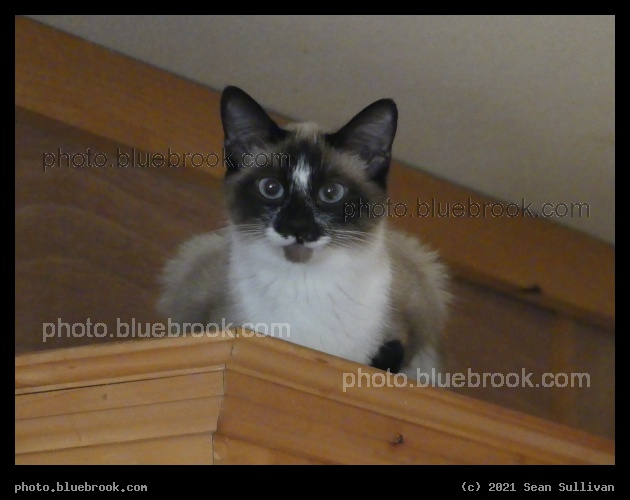 Cat on a Cabinet - Corvallis MT