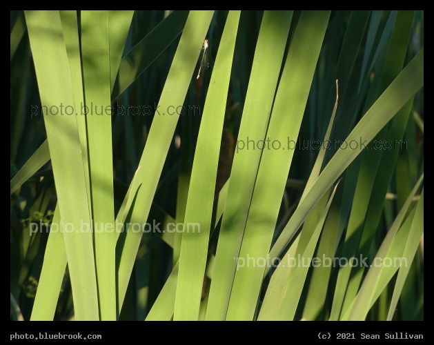 Strips of Green - Corvallis MT