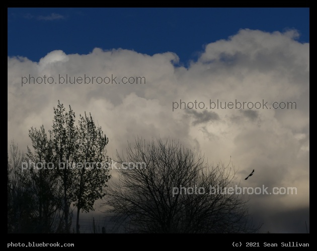 Silhouettes and Clouds - Corvallis MT