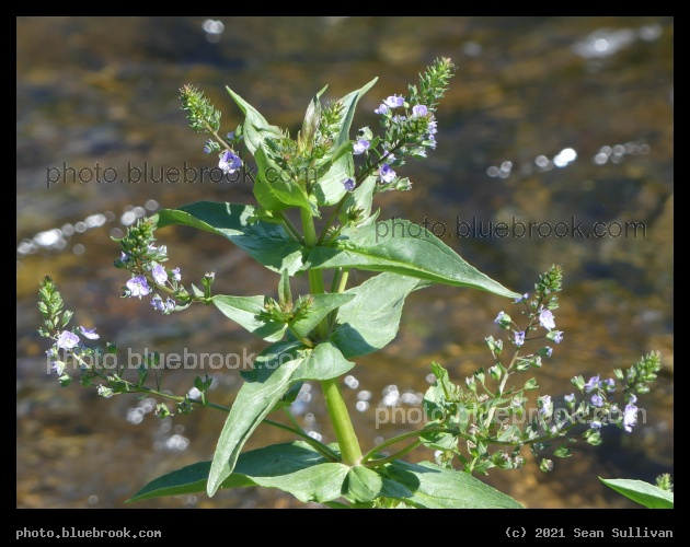 Little Purple Flowers by a Stream - Corvallis MT