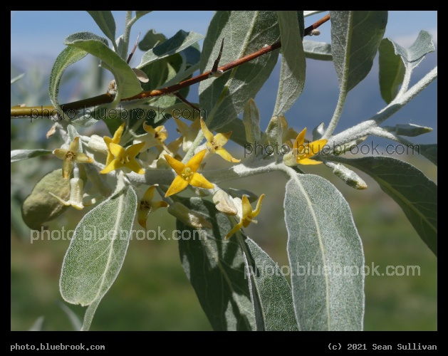 Flowering Branch - Corvallis MT