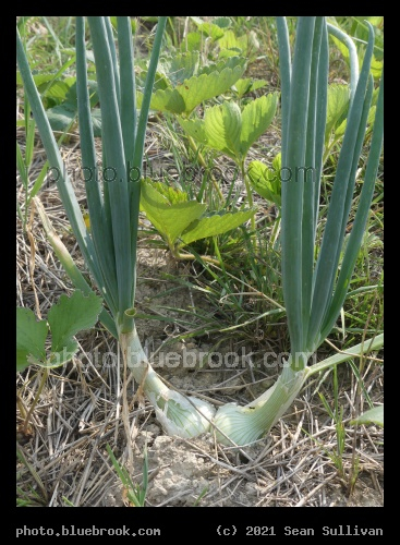 Twin Onions - Corvallis MT