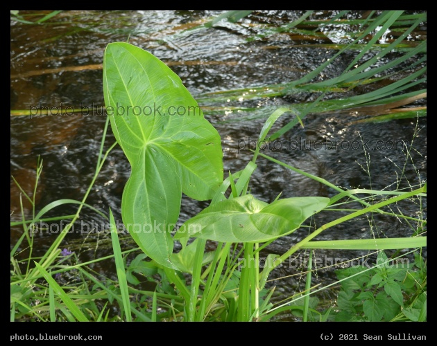Arrowhead Leaf - Corvallis MT