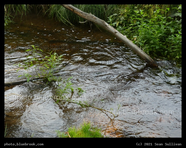 August Stream - Corvallis MT
