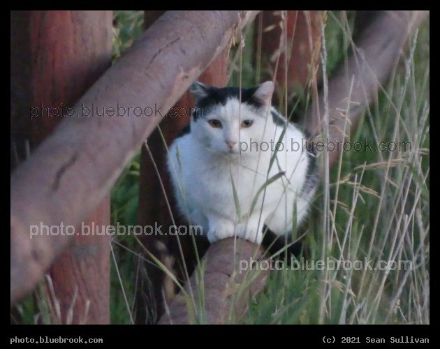Visiting Cat on the Fence - Corvallis MT