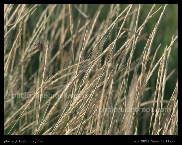 Dry Seedheads - Corvallis MT