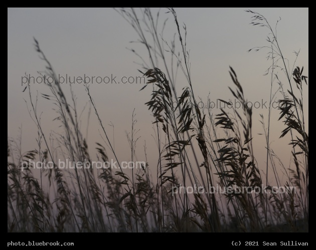 Dusk Grasses - Corvallis MT