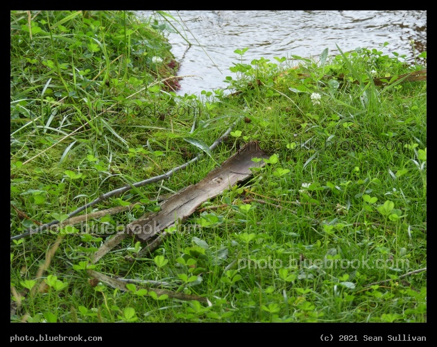 Clover and Bark - Corvallis MT