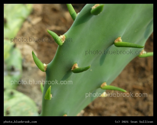 Cactus Close Up - Corvallis MT