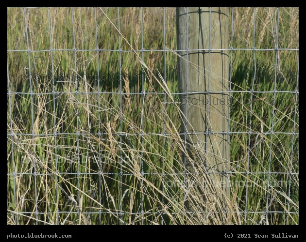 Gridwork and Grasses - Corvallis MT