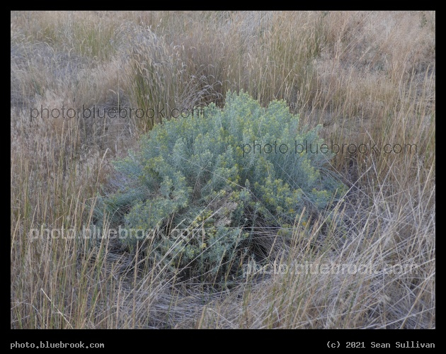 Solitary Sagebrush - Corvallis MT