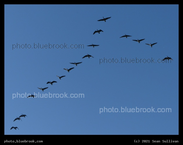 Geese Flying South in August - Corvallis MT