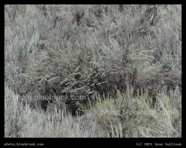 Sagebrush Vista - Corvallis MT