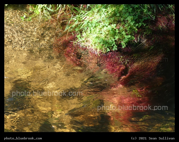 Ripples among Aquatic Plants - Corvallis MT