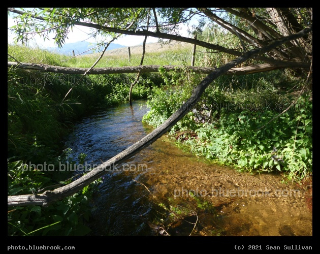 Branches over the Stream - Corvallis MT