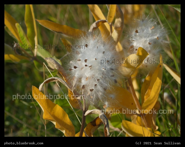 Milkweed Seeds - Corvallis MT